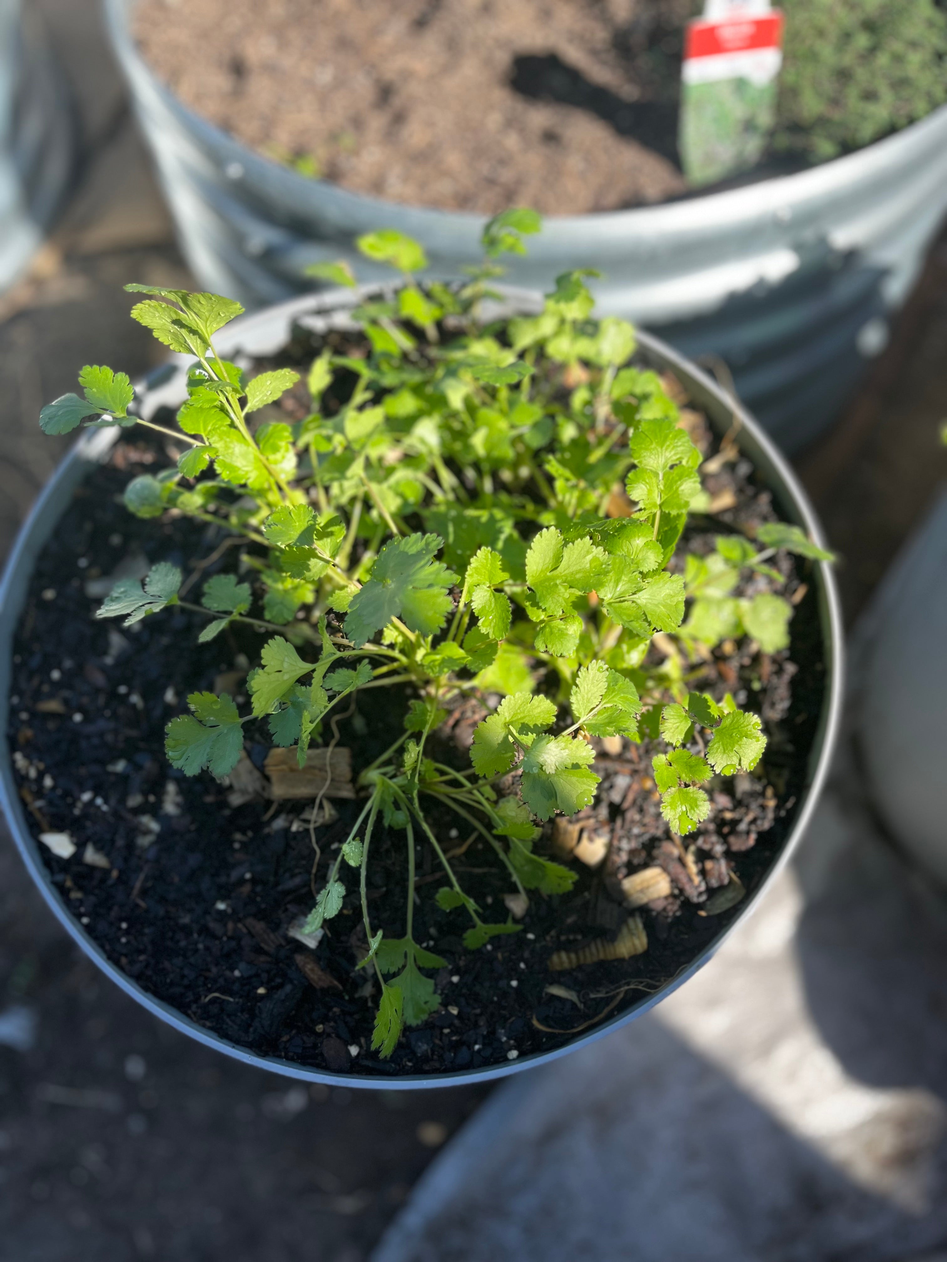 🌱 This Week at Halfway Homestead