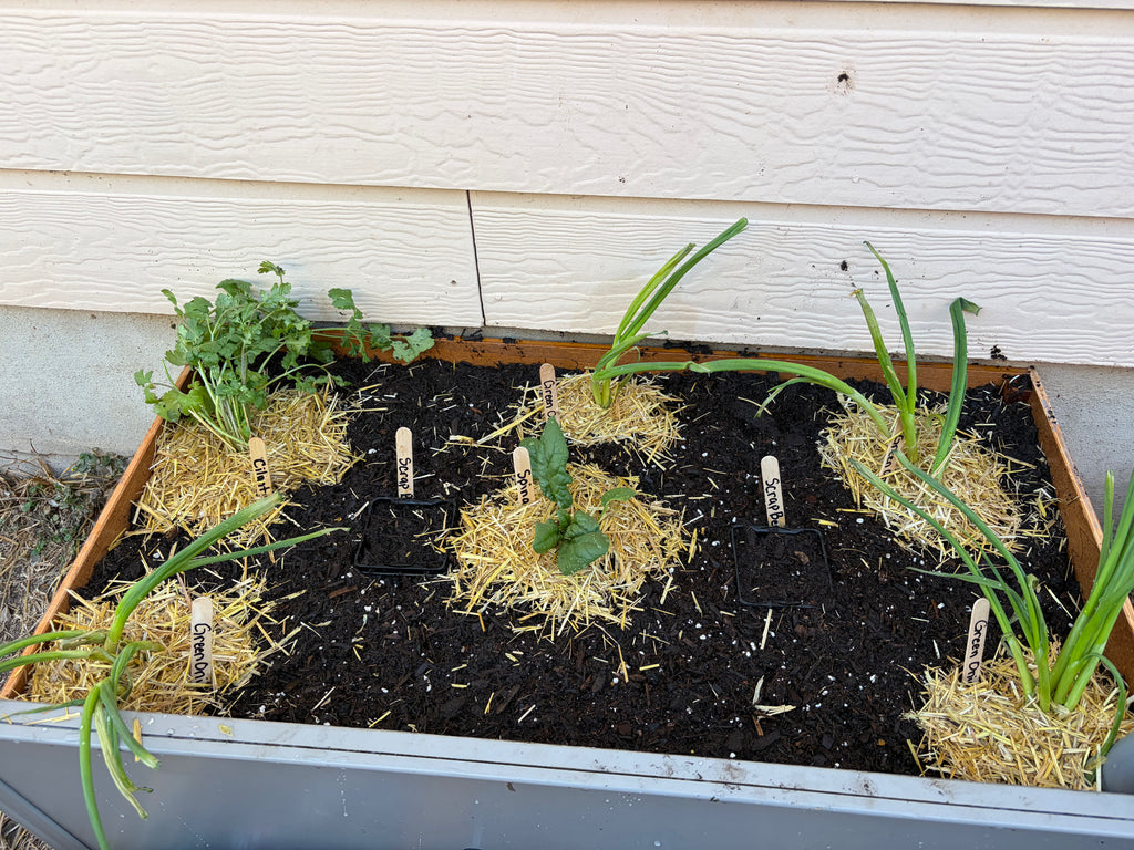 Digital Garden Downloads