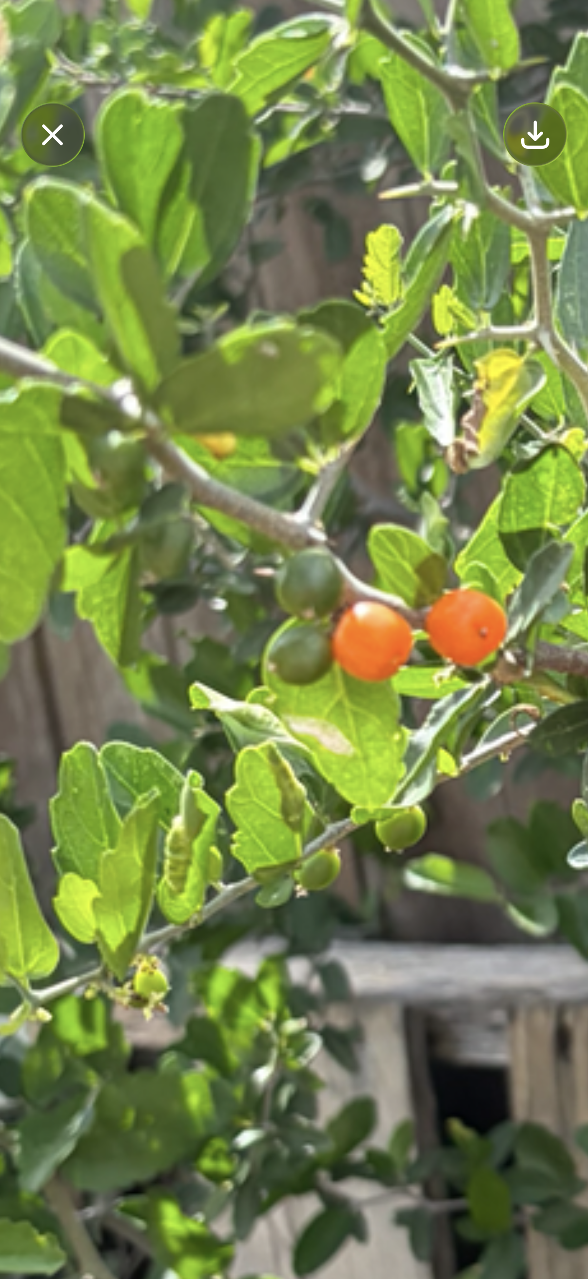 🌿 Halfway Homestead Weekly Garden Notes — Week 1 (FREE)